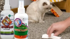 Antigadin: kako je treba mačko na sramoto na napačnem mestu